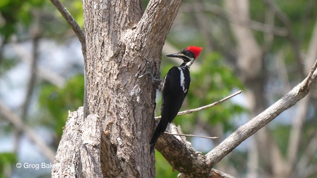 stripesvartspett (lineatus gr.) - ML201755931