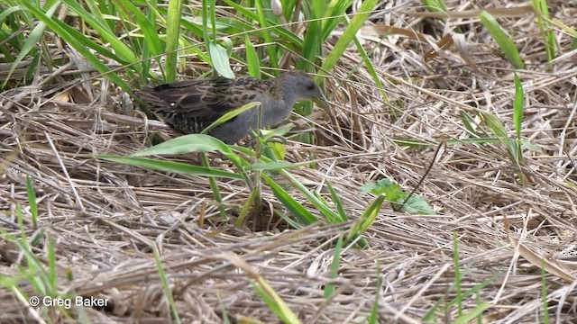 Ash-throated Crake - ML201755951