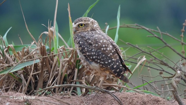 Burrowing Owl - ML201755981