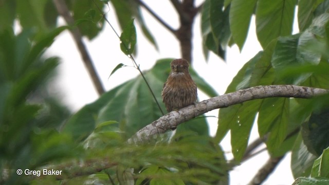 Eastern Striolated-Puffbird (torridus) - ML201756021