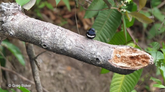 Golondrina Fajiblanca - ML201756041