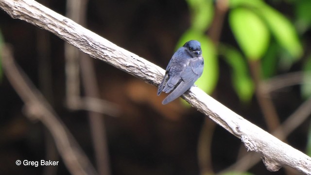 Golondrina Fajiblanca - ML201756051