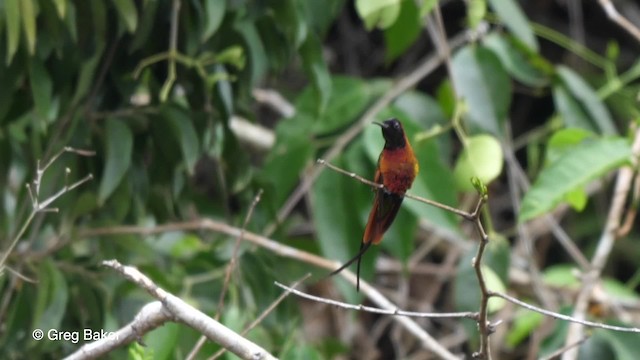 Colibrí Topacio - ML201756071