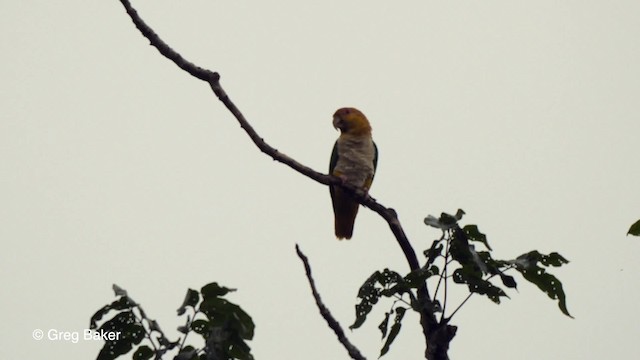 amazónek bělobřichý (ssp. xanthurus) - ML201756081