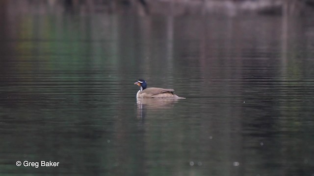 Sungrebe - ML201756091