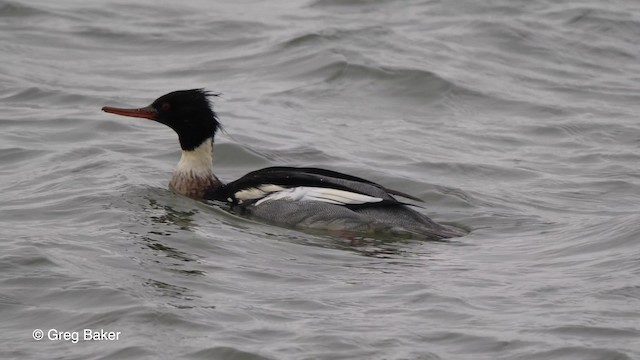 Red-breasted Merganser - ML201756141