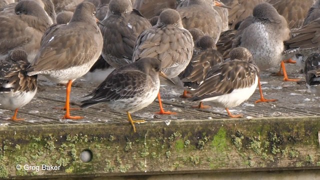 Purple Sandpiper - ML201756151