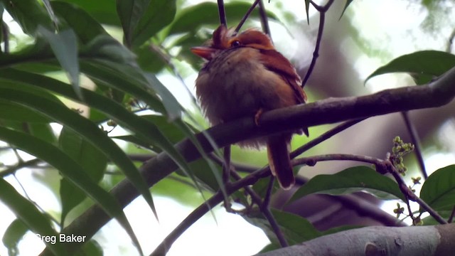 Collared Puffbird - ML201756171