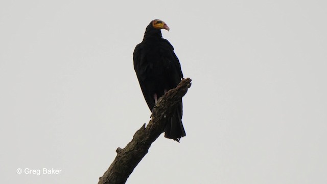 Greater Yellow-headed Vulture - ML201756191