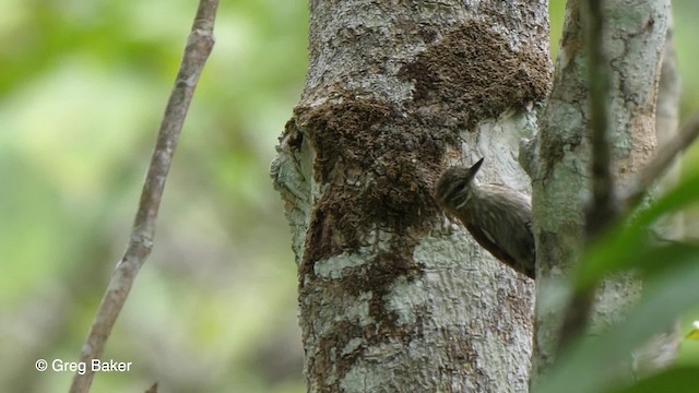 Slender-billed Xenops - ML201756221