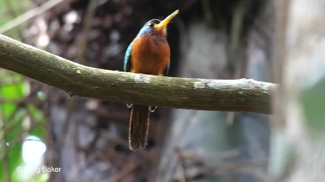 Jacamar à joues bleues - ML201756241