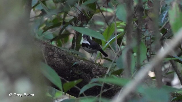 Corythopis à collier - ML201756251