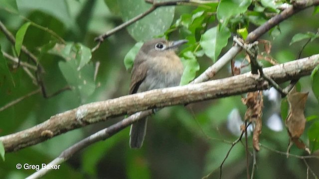 Rusty-breasted Nunlet - ML201756281