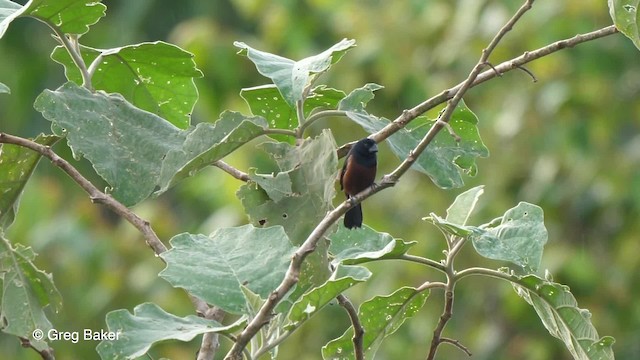 Chestnut-bellied Seed-Finch - ML201756391