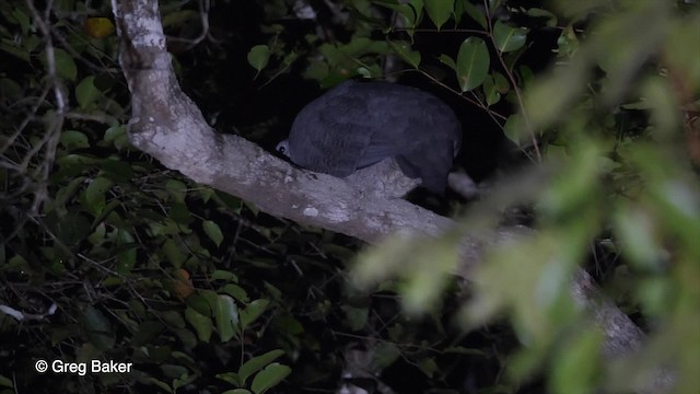 Gray Tinamou - ML201756451