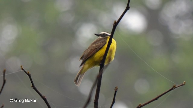 Rusty-margined Flycatcher - ML201756461