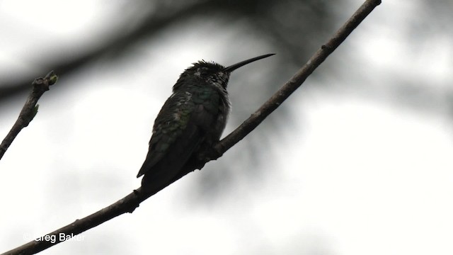 kolibřík tropický - ML201756471