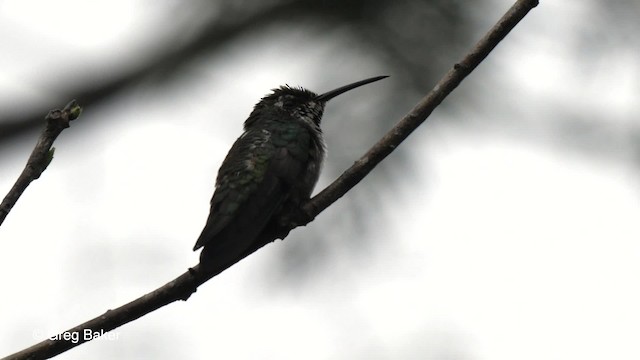 Black-throated Mango - ML201756471