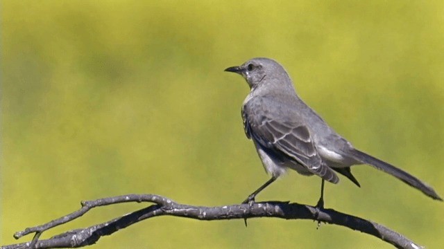 Northern Mockingbird - ML201756811