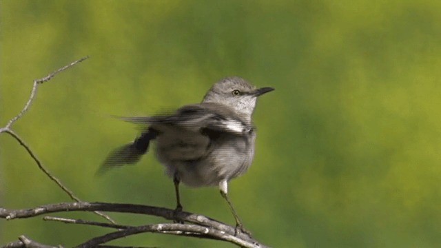 Northern Mockingbird - ML201756821