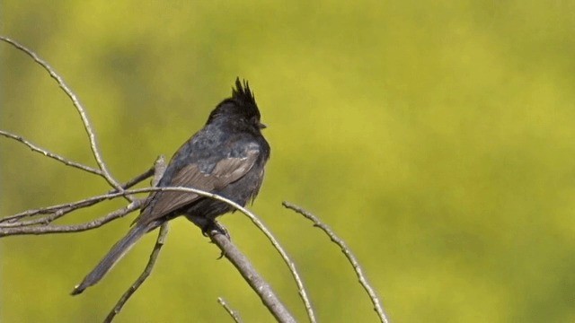 Trauerseidenschnäpper - ML201756851