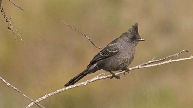 Phainopepla - ML201756891