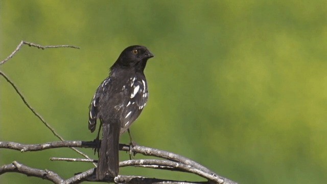 Spotted Towhee (oregonus Group) - ML201756901