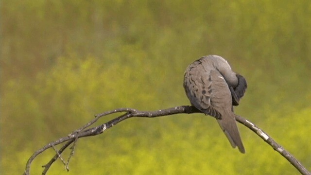 Mourning Dove - ML201756951