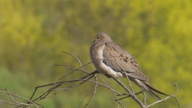 Mourning Dove - ML201756961