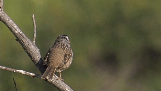 White-crowned Sparrow (Gambel's) - ML201756971