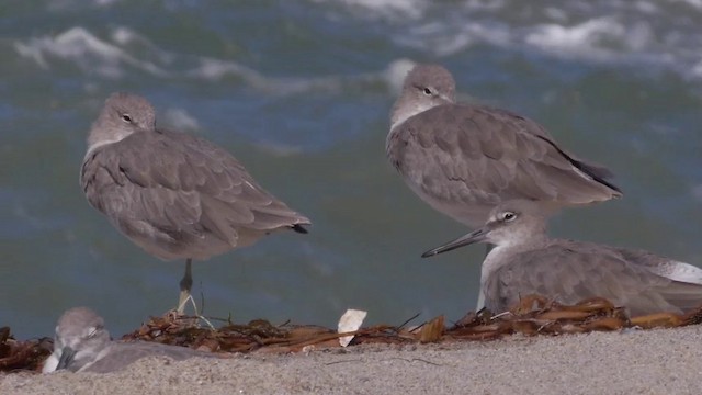 Willet (Western) - ML201757191