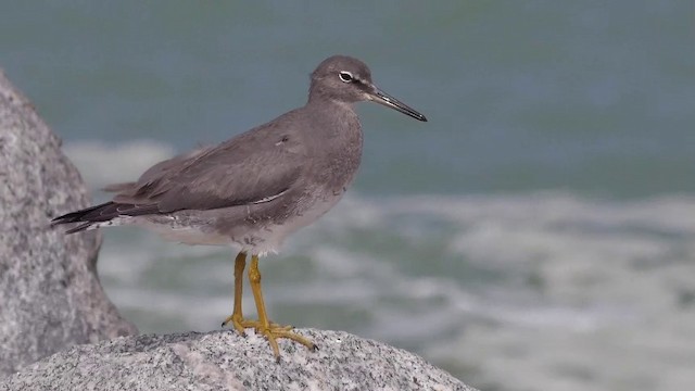 Wandering Tattler - ML201757291