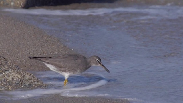 Wandering Tattler - ML201757351