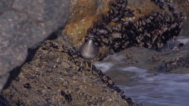 Wandering Tattler - ML201757361