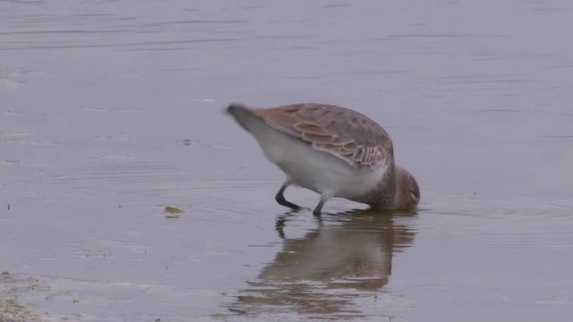 Alpenstrandläufer (pacifica/arcticola) - ML201757431