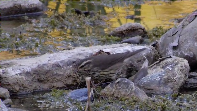 Northern Waterthrush - ML201757611