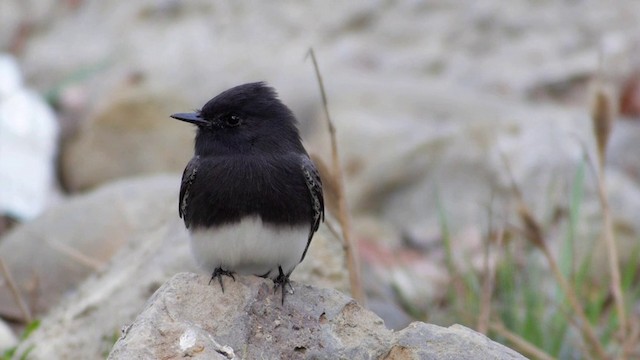 Black Phoebe (Northern) - ML201757621