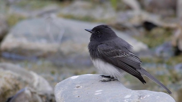 Black Phoebe (Northern) - ML201757631