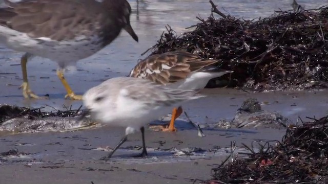 Ruddy Turnstone - ML201757651