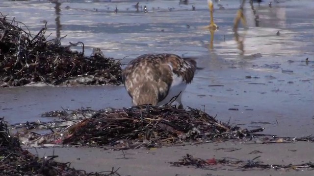 Ruddy Turnstone - ML201757691