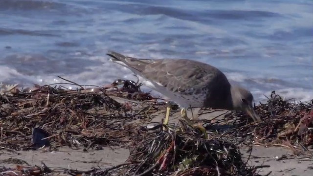 Surfbird - ML201757701