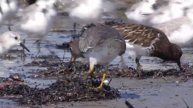 Surfbird - ML201757721