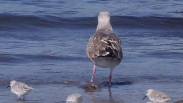 Western Gull - ML201757731