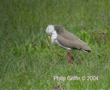 Masked Lapwing (Masked) - ML201757811