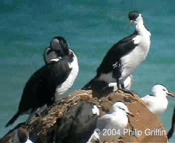 Cormoran de Tasmanie - ML201757871