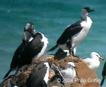 Black-faced Cormorant - ML201757881