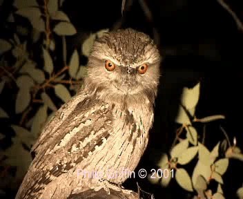 Tawny Frogmouth - ML201757891