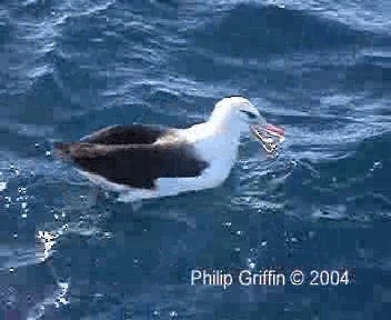 albatros černobrvý (ssp. impavida) - ML201757911