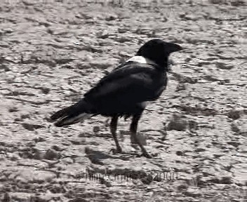 Pied Crow - ML201757921