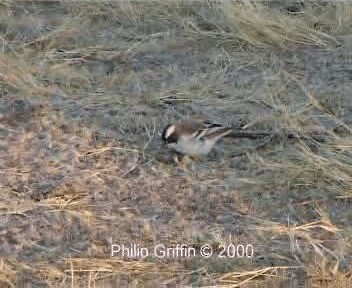 White-browed Sparrow-Weaver - ML201757961